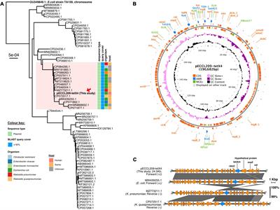 Coexistence of blaNDM–5 and tet(X4) in international high-risk Escherichia coli clone ST648 of human origin in China